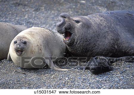 Southern Elephant Seal (Mirounga leonina) mother/bull/pup Peninsula Valdes, Patagonia, Argentina. South Atlantic Ocean. View Large Photo Image Stock Photo - Southern Elephant Seal (Mirounga leonina) mother/bull/pup Peninsula Valdes, Patagonia, Argentina. South Atlantic Ocean.. Fotosearch