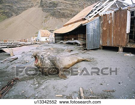 Southern elephant seals (Mirounga leonina) vocalising outside deserted whaling station, Stromness Bay, South Georgia, sub Antarctic View Large Photo Image Stock Image - Southern elephant seals (Mirounga leonina) vocalising outside deserted whaling station, Stromness Bay, South Georgia, sub Antarctic. Fotosearch