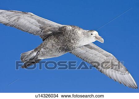 Southern Giant Petrel (Macronectes giganteus) on the wing in and around the Antarctic Peninsula. (rr) View Large Photo Image Picture - Southern Giant Petrel (Macronectes giganteus) on the wing in and around the Antarctic Peninsula. (rr). Fotosearch