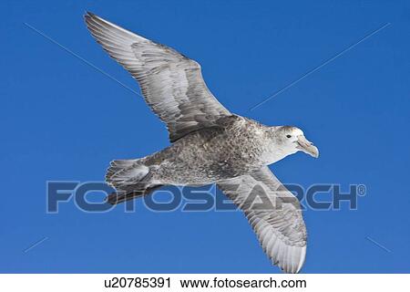 Stock Image - Southern Giant Petrel (Macronectes giganteus) on the wing in and around the Antarctic Peninsula. (rr). Fotosearch
