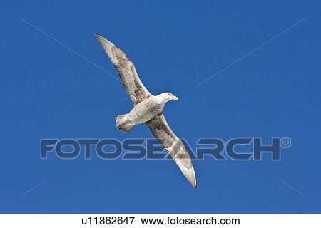 Southern Giant Petrel (Macronectes giganteus) on the wing in and around the Antarctic Peninsula. View Large Photo Image Stock Photo - Southern Giant Petrel (Macronectes giganteus) on the wing in and around the Antarctic Peninsula.. Fotosearch