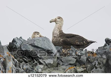 Southern Giant Petrel (Macronectes giganteus) breeding pair in Arthur Harbor near Palmer Station close to the Antarctic Peninsula. View Large Photo Image Stock Photo - Southern Giant Petrel (Macronectes giganteus) breeding pair in Arthur Harbor near Palmer Station close to the Antarctic Peninsula.. Fotosearch