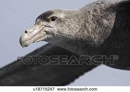 Stock Photo - Southern Giant Petrel (Macronectes giganteus) on the wing in and around the Antarctic Peninsula.. Fotosearch