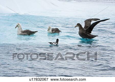 Stock Photo - Southern Giant Petrels (Macronectes giganteus) feeding near a cape petrel near the Antarctic Peninsula.. Fotosearch