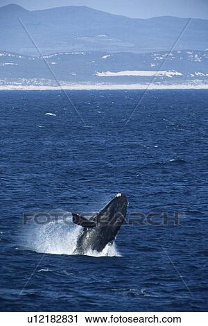 Stock Image - Southern right whale (Balaena glacialis australis). sequence 1/2 South Africa. Fotosearch