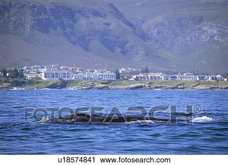Southern right whale {Balaena glacialis australis} at surface in front of Windsor hotel, Hermanus, South Africa View Large Photo Image Stock Image - Southern right whale {Balaena glacialis australis} at surface in front of Windsor hotel, Hermanus, South Africa. Fotosearch