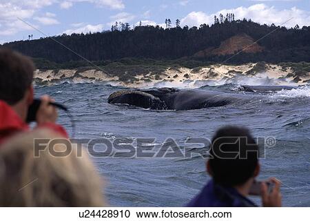 Stock Image - Southern right whale (Balaena glacialis australis) near beach and whale-watchers. Plettenburgh Bay, South Africa. Fotosearch