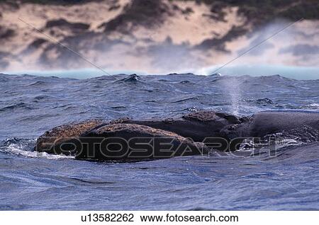 Southern right whale (Balaenoptera glacialis australis). Head and blow hole showing. South Africa. View Large Photo Image Stock Image - Southern right whale (Balaenoptera glacialis australis). Head and blow hole showing. South Africa.. Fotosearch