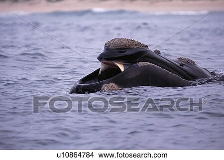Picture - Southern right whale (Eubalaena australis) with mouth open skim feeding. South Africa.. Fotosearch