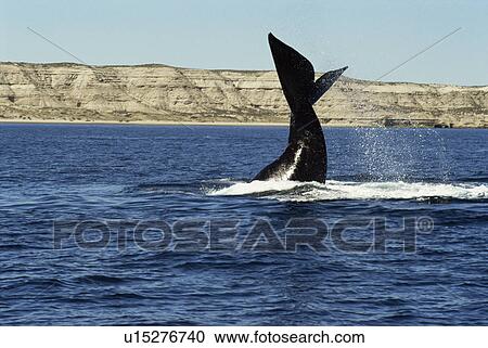 Stock Image - Southern Right Whale (Eubalaena australis) flipping tail. Gulf Nuevo, Valdes Peninsula, Chubut Province, Argentina.. Fotosearch