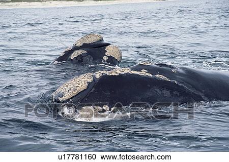 Southern right whale (Eubalaena australis) - heads of two whales at the surface, showing callosities. Walker Bay, South Africa View Large Photo Image Stock Image - Southern right whale (Eubalaena australis) - heads of two whales at the surface, showing callosities. Walker Bay, South Africa . Fotosearch