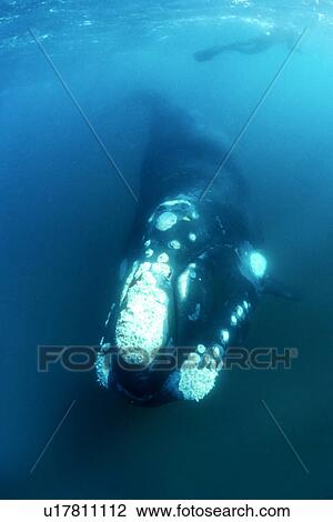 Southern Right Whale (Eubalaena australis) Adult underwater. Golfo Nuevo, Patagonia, Argentina. Southern Atlantic Ocean. (rr) View Large Photo Image Stock Image - Southern Right Whale (Eubalaena australis) Adult underwater. Golfo Nuevo, Patagonia, Argentina. Southern Atlantic Ocean. (rr). Fotosearch