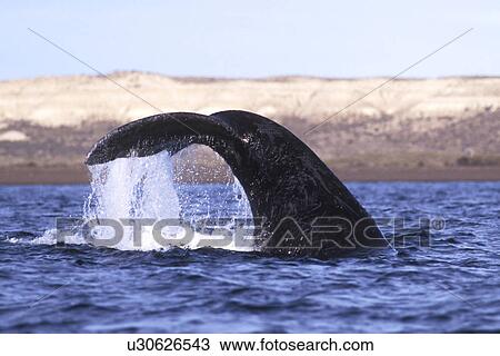 Stock Image - Southern Right Whale (Eubalaena australis) Adult fluke-up dive. Golfo Nuevo, Patagonia, Argentina.. Fotosearch