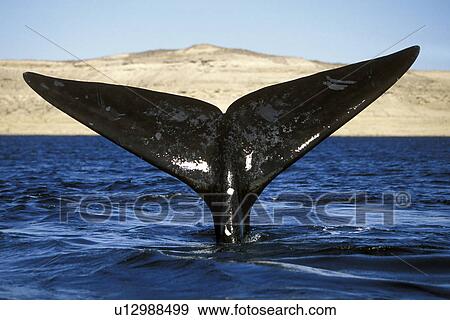 Southern Right Whale (Eubalaena australis) Adult fluke-up dive. Golfo Nuevo, Patagonia, Argentina. View Large Photo Image Stock Photo - Southern Right Whale (Eubalaena australis) Adult fluke-up dive. Golfo Nuevo, Patagonia, Argentina.. Fotosearch