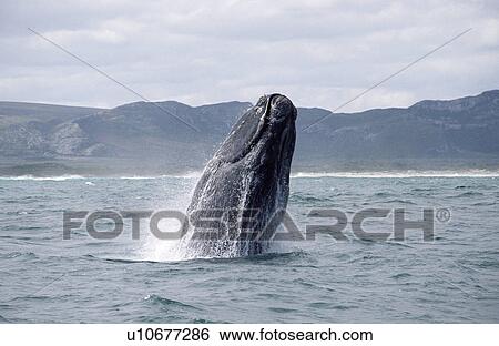 Southern right whale (Eubalaena australis) breaching with distinctive lower jaw line visible. Dyer Island, South Africa. View Large Photo Image Stock Photograph - Southern right whale (Eubalaena australis) breaching with distinctive lower jaw line visible. Dyer Island, South Africa.. Fotosearch