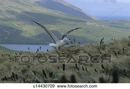 Stock Photo - Southern Royal Albatross (Diomedea Epomophora) take off. Campbell Island, Subantarctic New Zealand. (rr). Fotosearch
