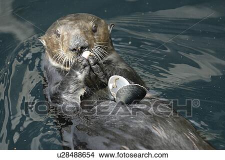 Picture - Southern sea otter (Enhydra lutris nereis) feeding on a mussel, Monterey, California, USA, Pacific Ocean, National Marine Sanctuary (endangered species). Fotosearch
