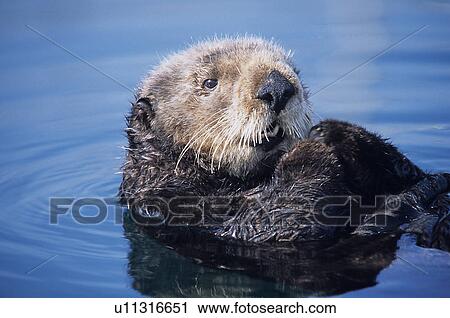 Stock Image - Southern sea otter (Enhydra lutris nereis), resting, Monterey Bay, California, USA. Fotosearch