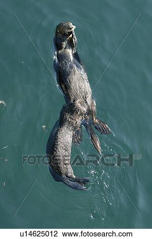 Southern sea otter (Enhydra lutris nereis) pup nursing. National marine sanctuary, Monterey bay, California Pacific ocean, USA. View Large Photo Image Stock Image - Southern sea otter (Enhydra lutris nereis) pup nursing. National marine sanctuary, Monterey bay, California Pacific ocean, USA.. Fotosearch