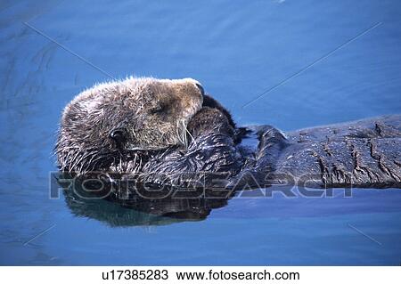 Stock Image - Southern sea otter (Enhydra lutris nereis) resting, Monterey Bay, California, USA. Fotosearch