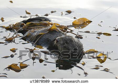 Stock Photo - Southern sea otter (Enhydra lutris nereis) female resting in kelp. Monterey, California, USA, Pacific Ocean, National Marine Sanctuary (endangered species). Fotosearch