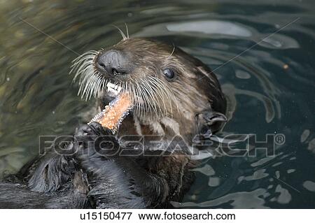 Stock Photo - Southern sea otter (Enhydra lutris nereis) Feeding on sea star, Monterey, California, USA, Pacific Ocean, National Marine Sanctuary (endangered species). Fotosearch