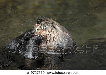 Stock Photo - Southern sea otter (Enhydra lutris nereis) Feeding on a crab, Monterey, California, USA, Pacific Ocean, National Marine Sanctuary (endangered species). Fotosearch