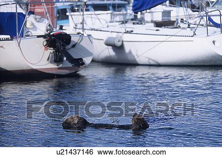 Southern sea otter (Enhydra lutris nereis), resting at surface, limbs are kept out of water and crossed to keep warm, Monterey Bay harbour, California, USA View Large Photo Image Stock Photograph - Southern sea otter (Enhydra lutris nereis), resting at surface, limbs are kept out of water and crossed to keep warm, Monterey Bay harbour, California, USA. Fotosearch