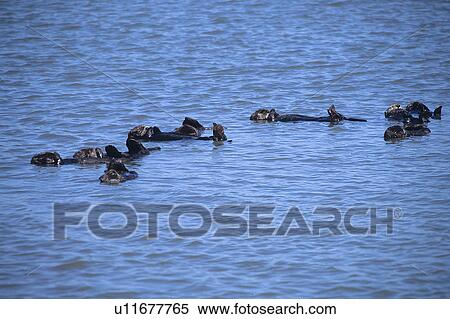 Stock Photography - Southern sea otter (Enhydra lutris nereis), large raft resting on surface, Monterey Bay, California, USA. Fotosearch