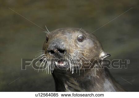 Southern sea otter (Enhydra lutris nereis) female periscoping. National marine sanctuary, Monterey bay, California Pacific ocean, USA. View Large Photo Image Stock Photography - Southern sea otter (Enhydra lutris nereis) female periscoping. National marine sanctuary, Monterey bay, California Pacific ocean, USA.. Fotosearch