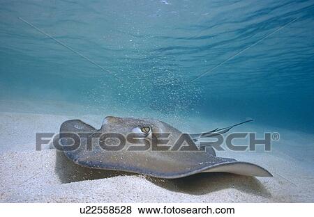 Southern Sting Ray (Dasyatis Americana) swimming over sandy seabed in shallow water. Cayman Islands. View Large Photo Image Stock Photo - Southern Sting Ray (Dasyatis Americana) swimming over sandy seabed in shallow water. Cayman Islands.. Fotosearch