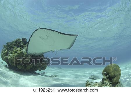 Southern Stingray (Dasyatis Americana) swimming overhead, showing light underside and blue water, Cayman Islands, Caribbean View Large Photo Image Stock Image - Southern Stingray (Dasyatis Americana) swimming overhead, showing light underside and blue water, Cayman Islands, Caribbean. Fotosearch