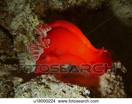 Spanish dancer (Hexabranchus sanguineus) preparing to dance. Marsa Shagra, Marsa Alaam, Red Sea, Egypt. View Large Photo Image Picture - Spanish dancer (Hexabranchus sanguineus) preparing to dance. Marsa Shagra, Marsa Alaam, Red Sea, Egypt.. Fotosearch