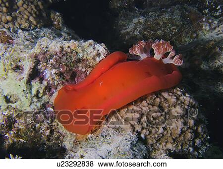 Spanish dancer (Hexabranchus sanguineus). Marsa Shagra, Marsa Alaam, Red Sea, Egypt. View Large Photo Image Stock Photo - Spanish dancer (Hexabranchus sanguineus). Marsa Shagra, Marsa Alaam, Red Sea, Egypt.. Fotosearch