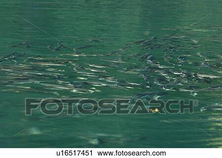 Stock Image - Spawning pink salmon (Oncorhynchus gorbuscha) gathering to run upstream in Red Bluff Bay, Southeast Alaska, USA. Pacific Ocean. This salmon is also sometimes called the humpback or "humpie" due to the change in its form during spawning.. Fotosearch