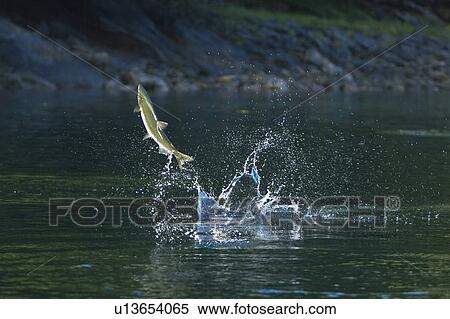 Spawning pink salmon (Oncorhynchus gorbuscha) leaping in Red Bluff Bay, Southeast Alaska, USA. Pacific Ocean. Salmon leap perhaps to loosen their eggs and milt before spawning, or possibly to prepare for the upstream struggle during spawning. This salmon View Large Photo Image Stock Photography - Spawning pink salmon (Oncorhynchus gorbuscha) leaping in Red Bluff Bay, Southeast Alaska, USA. Pacific Ocean. Salmon leap perhaps to loosen their eggs and milt before spawning, or possibly to prepare for the upstream struggle during spawning. This salmon . Fotosearch