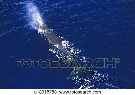 Stock Photo - Sperm whale blowing (Physeter macrocephalus). . Fotosearch