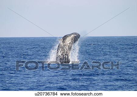 Picture - Sperm whale breaching (Physeter macrocephalus) Azores, Atlantic Ocean. Fotosearch
