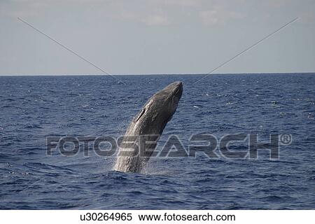 Sperm whale breaching (Physeter macrocephalus) Azores, Atlantic Ocean View Large Photo Image Stock Photography - Sperm whale breaching (Physeter macrocephalus) Azores, Atlantic Ocean. Fotosearch
