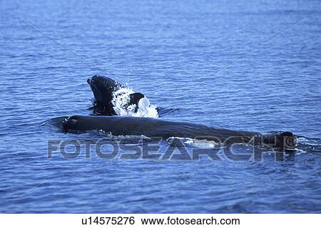 Sperm Whale Calf, Physeter macrocephalus, surfacing with Bottlenose Dolphins in the northern Gulf of California, Mexico View Large Photo Image Stock Photograph - Sperm Whale Calf, Physeter macrocephalus, surfacing with Bottlenose Dolphins in the northern Gulf of California, Mexico. Fotosearch