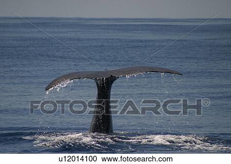 Sperm whale fluking up to dive (Physeter macrocephalus) Azores, Atlantic Ocean View Large Photo Image Stock Image - Sperm whale fluking up to dive (Physeter macrocephalus) Azores, Atlantic Ocean. Fotosearch