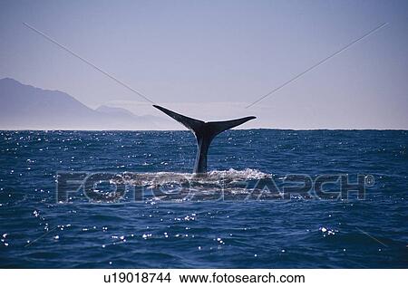 Picture - Sperm whale (Physeter catadon) diving off coast Kaikoura, New Zealand. Fotosearch