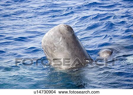 Sperm whale (Physeter macrocephalus) in head-out position viewed from the side. This vertical position is used in socialising and when approached by a vessel. Ionian Sea, Greece View Large Photo Image Picture - Sperm whale (Physeter macrocephalus) in head-out position viewed from the side. This vertical position is used in socialising and when approached by a vessel. Ionian Sea, Greece. Fotosearch