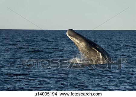 Picture - Sperm whale. (Physeter macrocephalus). A breaching sperm whale. Gulf of California.. Fotosearch