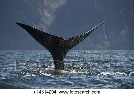 Picture - Sperm whale. (Physeter macrocephalus). A sperm whale tail at the start of a deep dive. Gulf of California.. Fotosearch