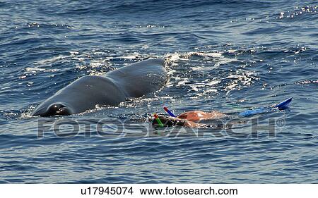 Picture - Sperm whale. (Physeter macrocephalus). A very quiet sperm whale watches two swimmers watching it. Caribbean.. Fotosearch