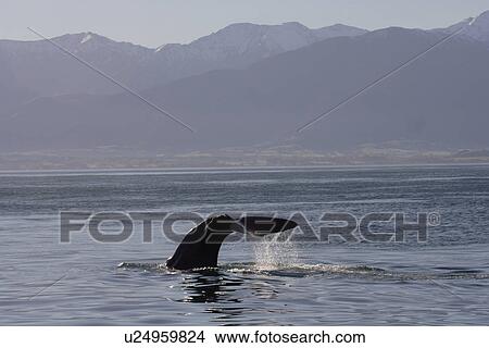 Picture - Sperm whale (Physeter macrocephalus) diving, sequence 2/3 Kaikoura, South Island, New Zealand. Fotosearch