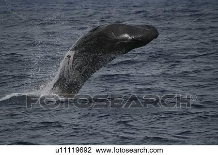 Stock Image - Sperm whale, Physeter macrocephalus, breaches in the Azores, showing mouth and underside. Fotosearch