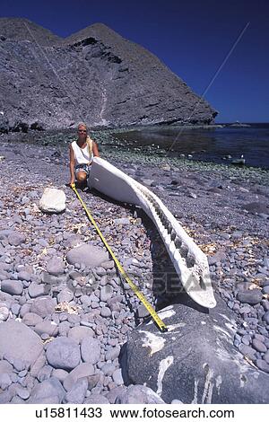 Stock Image - Sperm Whale (Physeter macrocephalus) Woman measures (98) the lower right mandible (jawbone) of an adult bull Sperm Whale, in the mid-riff region of the Gulf of California (Sea of Cortez), Mexico. Model released.. Fotosearch