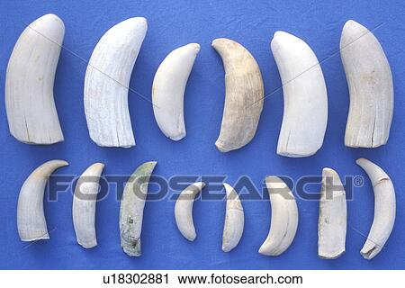 Sperm Whale (Physeter macrocephalus) Assorted teeth from lower jaws of beached Sperm Whales in the mid-riff region of the Gulf of California (Sea of Cortez), Mexico. View Large Photo Image Stock Image - Sperm Whale (Physeter macrocephalus) Assorted teeth from lower jaws of beached Sperm Whales in the mid-riff region of the Gulf of California (Sea of Cortez), Mexico.. Fotosearch